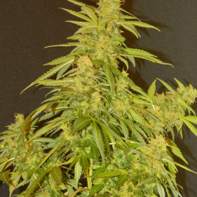 Auto Tutankhamon (Тутанкхамон, Тутанхомон ТГК 22%)